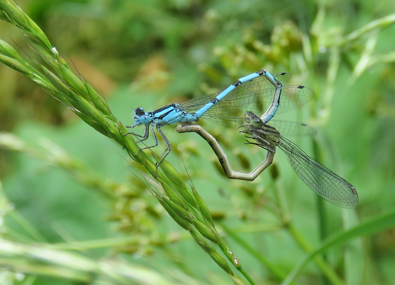 Male and Female Common Blue Damselflies 